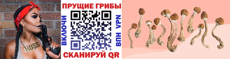 купить наркотики сайты  Кольчугино  Галлюциногенные грибы Cubensis 